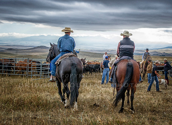 Cattle Branding-63
