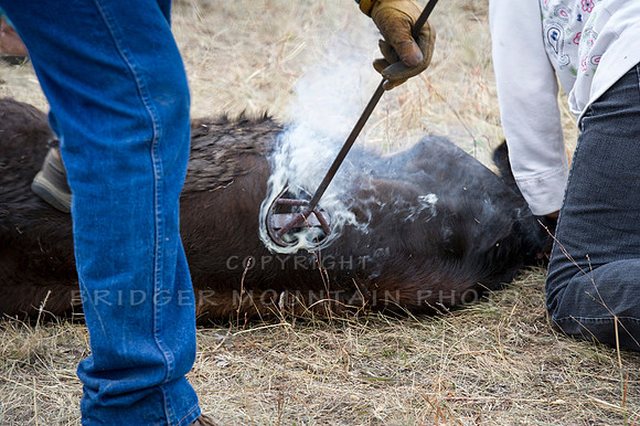 Cattle Branding-22