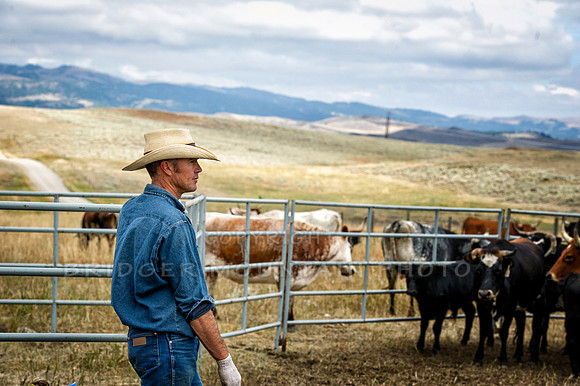 Cattle Branding-53