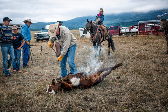 Cattle Branding-56