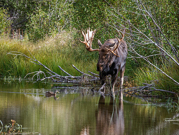 Moose in the Duck Pond