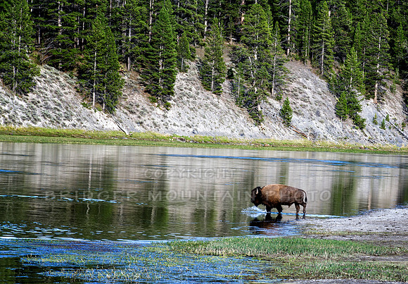 Crossing the River in Yellowstone