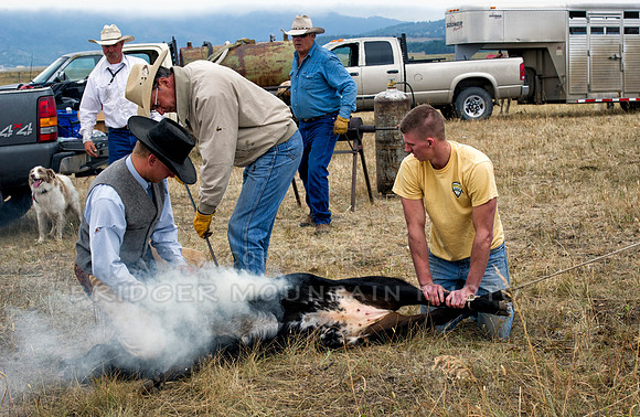 Cattle Branding-44