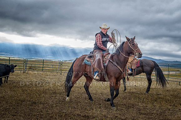 Cattle Branding-66