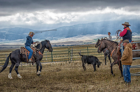 Cattle Branding-73
