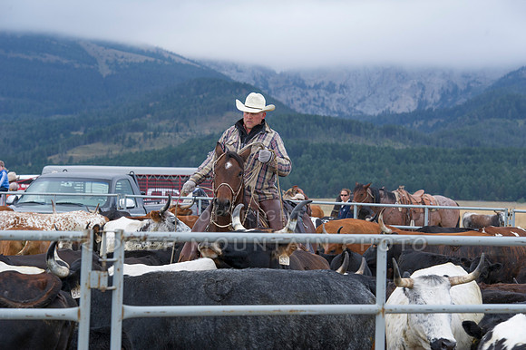 Cattle Branding-40