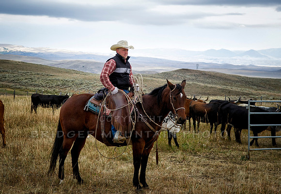 Cattle Branding-14