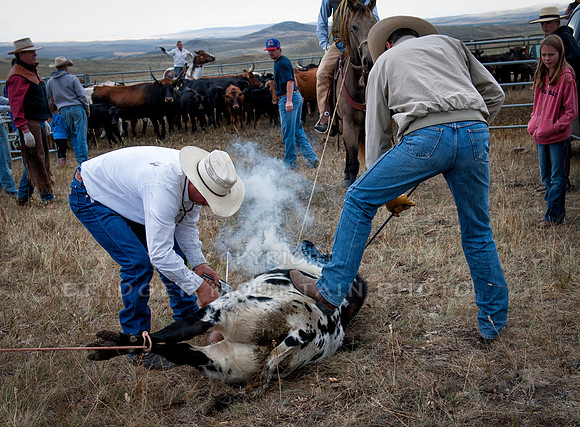 Cattle Branding-29