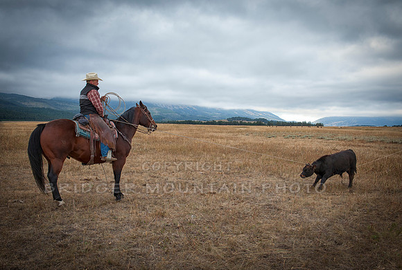 Cattle Branding-7