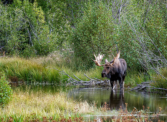 Bull Moose in the Tetons