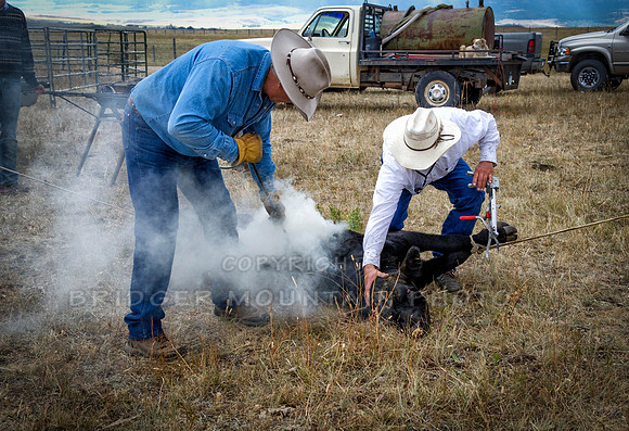 Cattle Branding-62
