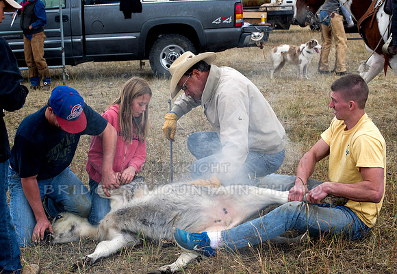 Cattle Branding-45