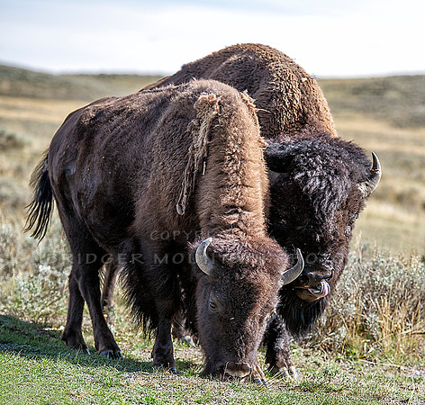 Bridger Mountain Photo | Yellowstone & Teton National Parks | Bull ...