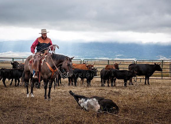 Cattle Branding-149