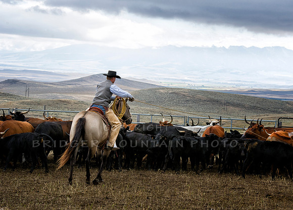 Cattle Branding-110