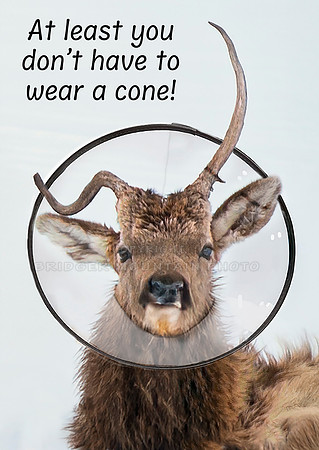 Cone of Shame