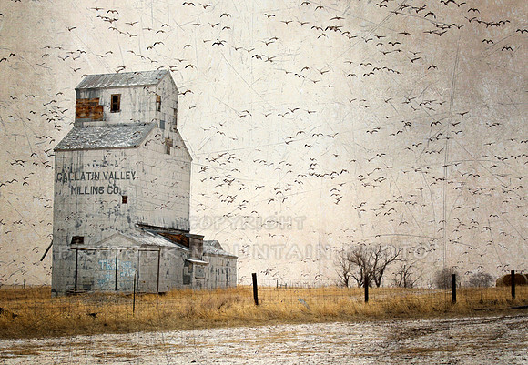 Birds fly over an old grain elevator on a foggy day.
