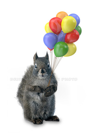 Celebrating Squirrel