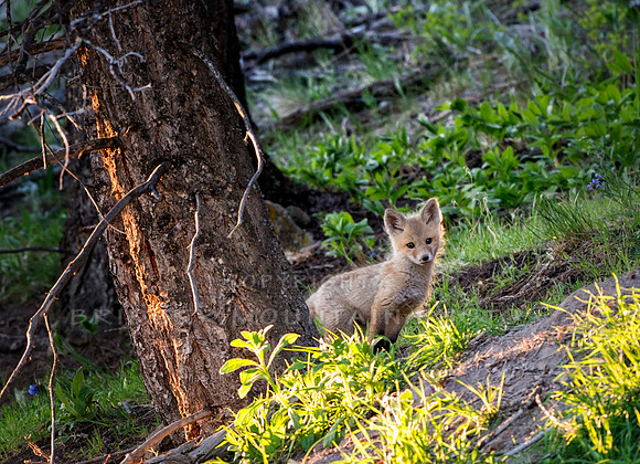 Fox Kit