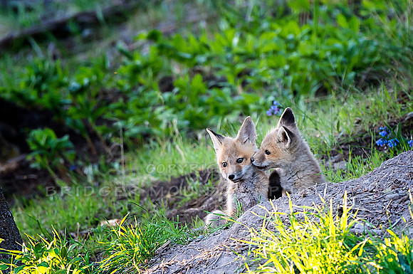 Fox Kits