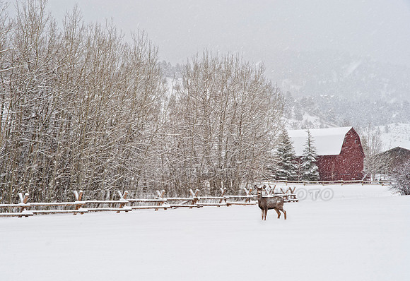 Winter Wonderland