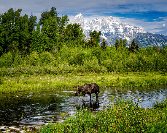 Schwabacher's Moose
