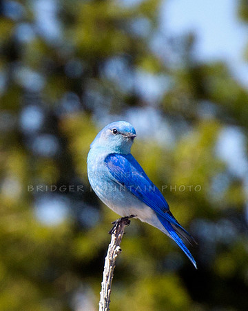 A brilliant blue mountain bluebird sits atop a pine tree branch.