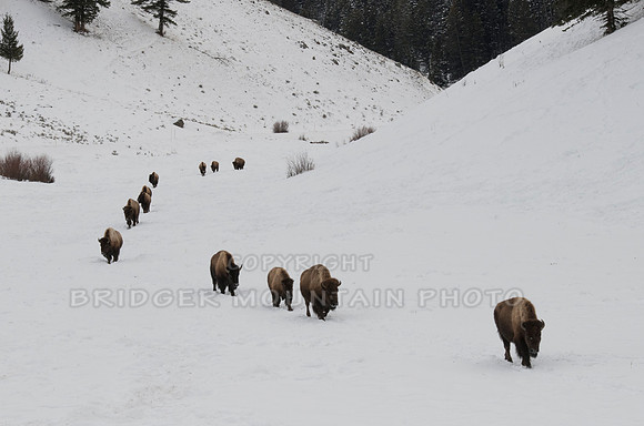 Yellowstone in Winter-1