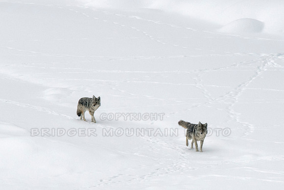 Two coyotes in Yellowstone