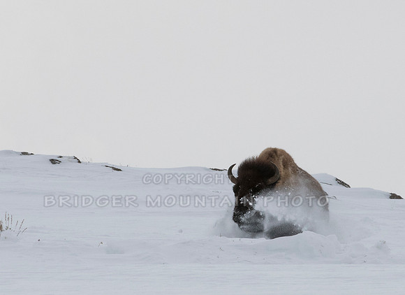 A Bison running through the deep snow in Yellowstone