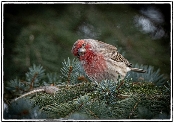 "Hey There" House Finch