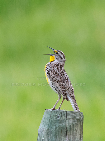 Western Meadowlark in song