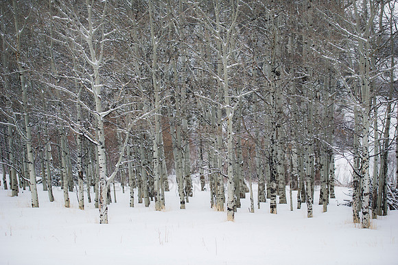 A Cold Winter Morning