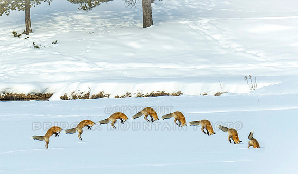 Sequence of a Hunting Fox Jump