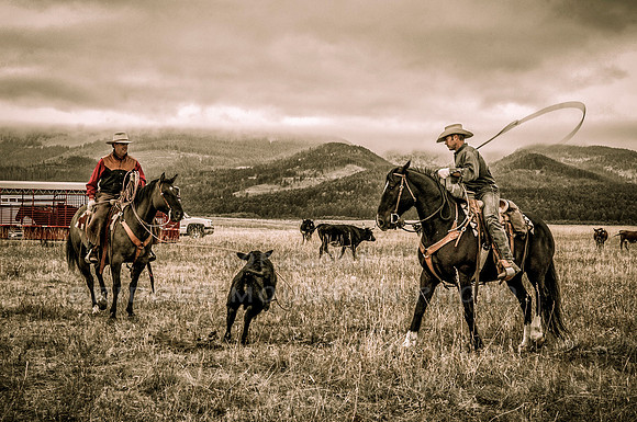 Cattle Branding-103