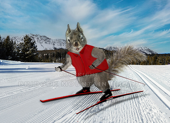 Skate Skiing Squirrel