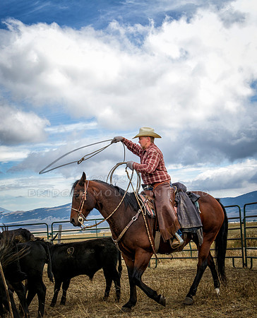 Cattle Branding-133