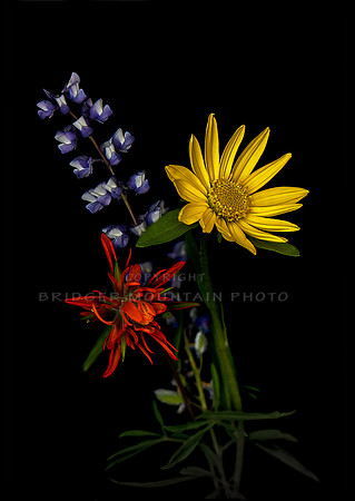 Arnica, lupine & paintbrush