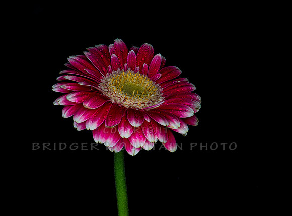 Gerber Daisy