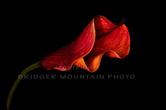 Orange Calla Lilly-1