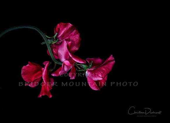Sweet Pea Flower black with black background