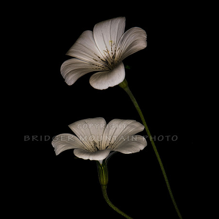 White on Black
