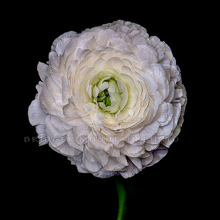 White Flower on Black