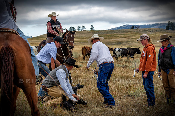 Cattle Branding-107