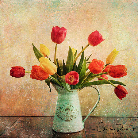 Tulips in the Watering Can