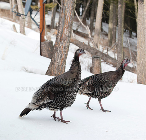 Two Wild Turkeys