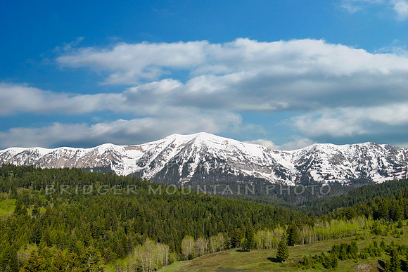 Bridgers in Spring