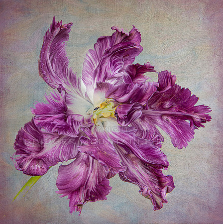 Blue Parrot Tulip