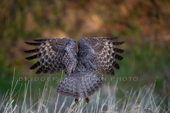 Great Gray Owl in Flight