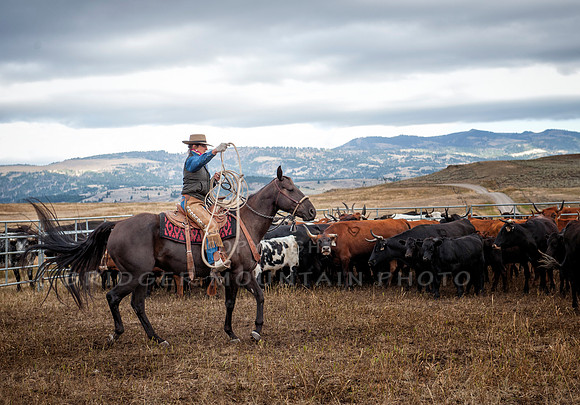 Cattle Branding-137